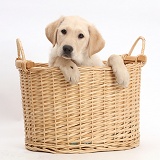 Yellow Labrador Retriever puppy in wicker basket