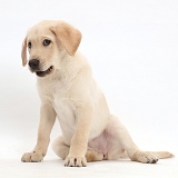 Yellow Labrador Retriever puppy