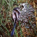 Long-tailed Tit building nest