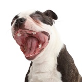 Boston Terrier yawning