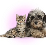 Cute tabby kitten with Daxiedoodle pup