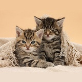 Cute sleepy tabby kittens, under a shawl