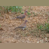 Laughing Dove pair