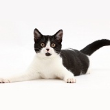 Black-and-white kitten lying head up