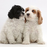 Toy labradoodle puppy with Cockapoo puppy