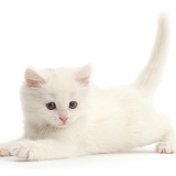 Playful white kitten