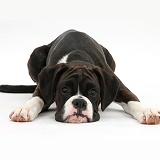 Boxer pup lying with chin on the floor
