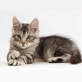 Kitten lying with crossed paws