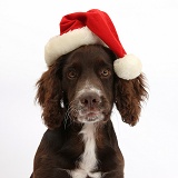 Chocolate Cocker Spaniel pup wearing a Santa hat