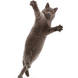 Blue British Shorthair cat leaping with outstretched arms