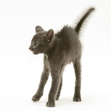Alarmed blue kitten in defensive posture, ready to strike