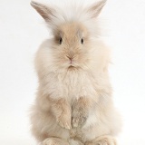 Beige fluffy bunny standing up