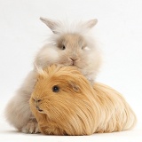 Beige fluffy bunny and ginger Guinea pig