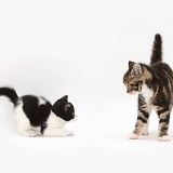 Kittens menacing each other during play