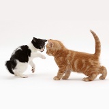 Black-and-white kitten inviting ginger kitten to play