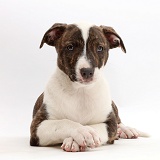 Lurcher pup with crossed paws