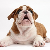 Bulldog puppy lying with head up, mouth open