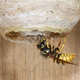 Queen wasp entering nest