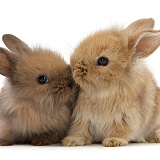 Two cute baby Lionhead-cross bunny rabbits kissing