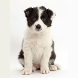 Black-and-white Border Collie puppy sitting