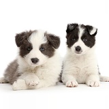 Two Border Collie puppies