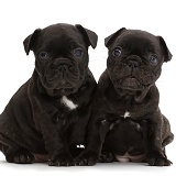 French Bulldog puppies, 5 weeks old
