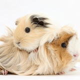 Two Bad-hair-day Guinea pigs