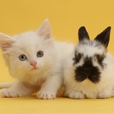 White kitten with black-and-white bunny