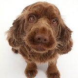 Sussex Spaniel sitting, looking up