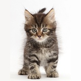 Tabby Persian-cross kitten, 7 weeks old, walking