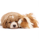 Goldendoodle puppy and Guinea pig