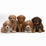 Five F1b Toy Goldendoodle puppies, 7 weeks old