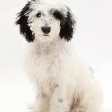 Black-and-white Cockapoo puppy