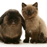 Chocolate Birman-cross kitten with chocolate Lop rabbit