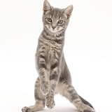 Grey tabby kitten standing up