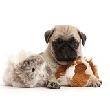 Pug pup and Guinea pigs