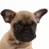 French Bulldog puppy, 7 weeks old