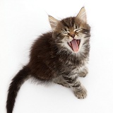 Tabby Persian-cross kitten, sitting and looking up yawning