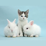 Blue-eyed Siberian-cross kitten with white bunnies