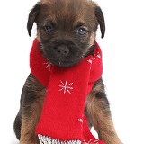 Border Terrier puppy, 5 weeks old, wearing red scarf