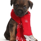 Border Terrier puppy, 5 weeks old, wearing red scarf