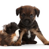Border Terrier puppy, 5 weeks old, and Guinea pig