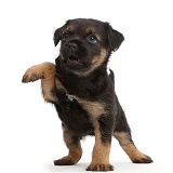 Border Terrier puppy, 5 weeks old, with raised paw