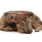 Brindle Lurcher dog puppy lying