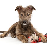 Brindle Lurcher dog puppy lying head up with ragger toy