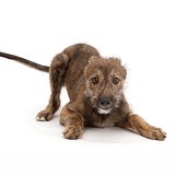 Brindle Lurcher dog puppy in play-bow