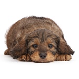 F1b Toy Goldendoodle puppy lying with chin on floor