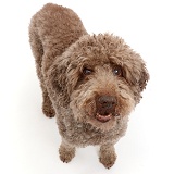 Lagotto Romagnolo dog standing and looking up