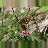 Chequered Skipper butterfly (Carterocephalus palaemon)