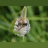 Wasp hoverfly (Chrysotoxum cautum)